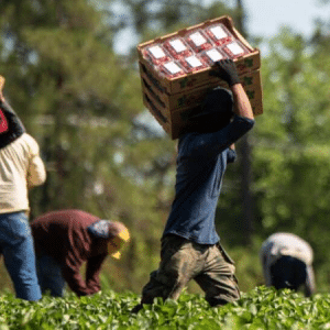 Non, l’immigration ne paiera pas nos retraites
