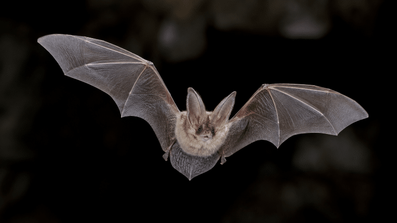 Les chauves-souris sont-elles de droite ?