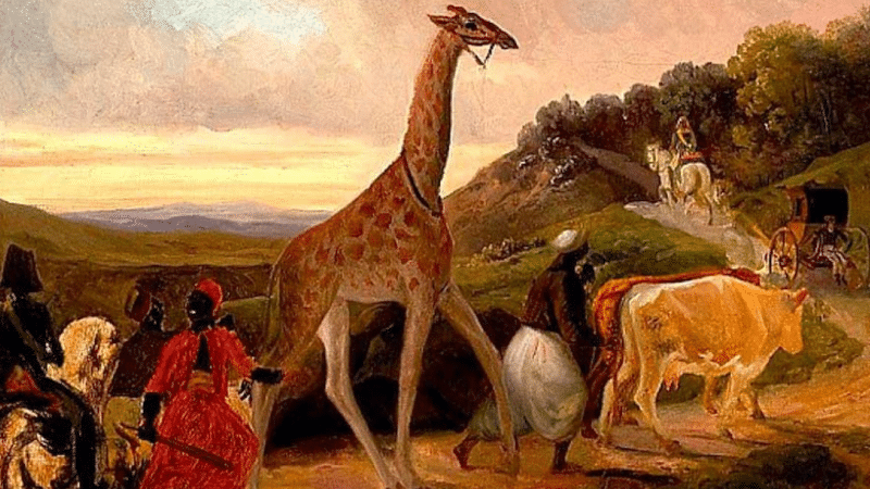 30 juin 1827 : une girafe pour Charles X, ou la diplomatie au long cou