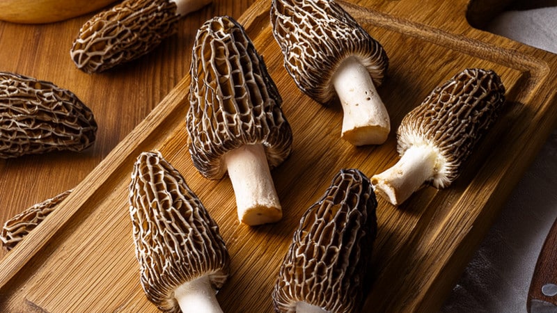 Les pépites souterraines : la grande épopée des champignons